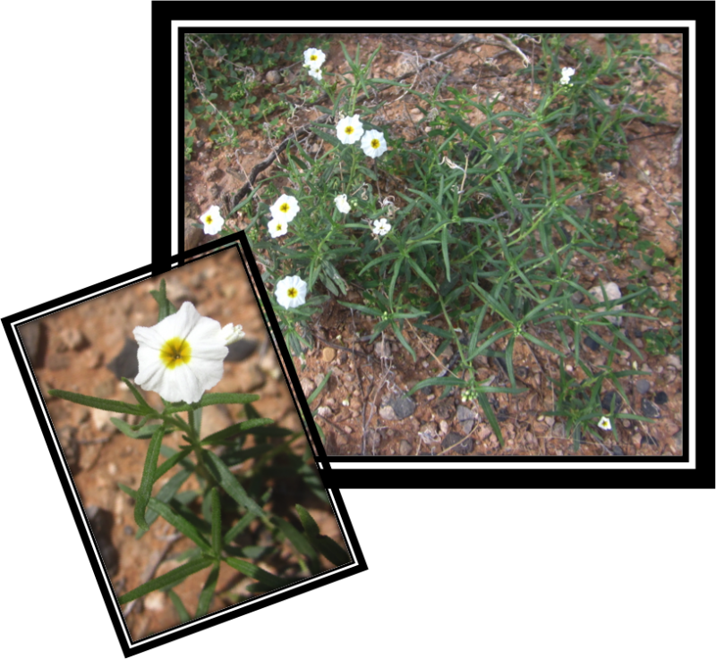 Fragrant Heliotrope Is A Diminutive Plant - Camomile (800x737), Png Download