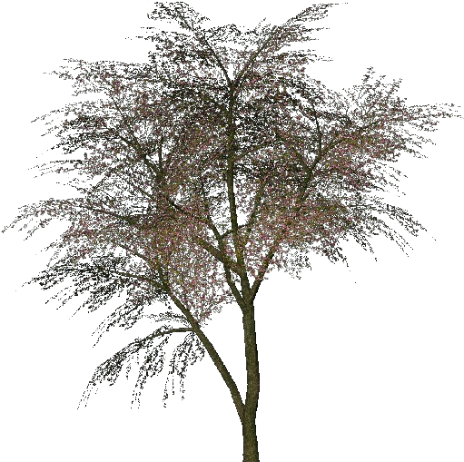 Árvore De Judas - Cercis Siliquastrum Png (750x527), Png Download