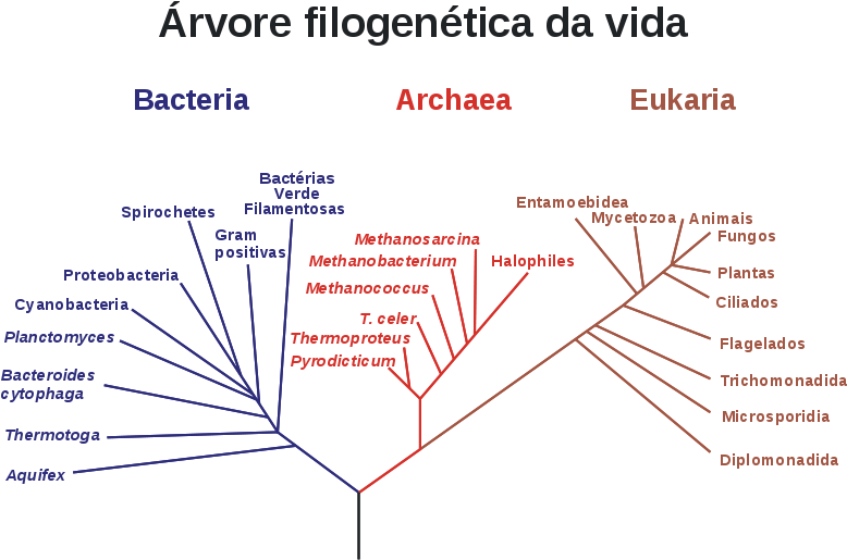 3 Dominios De Woese (800x560), Png Download