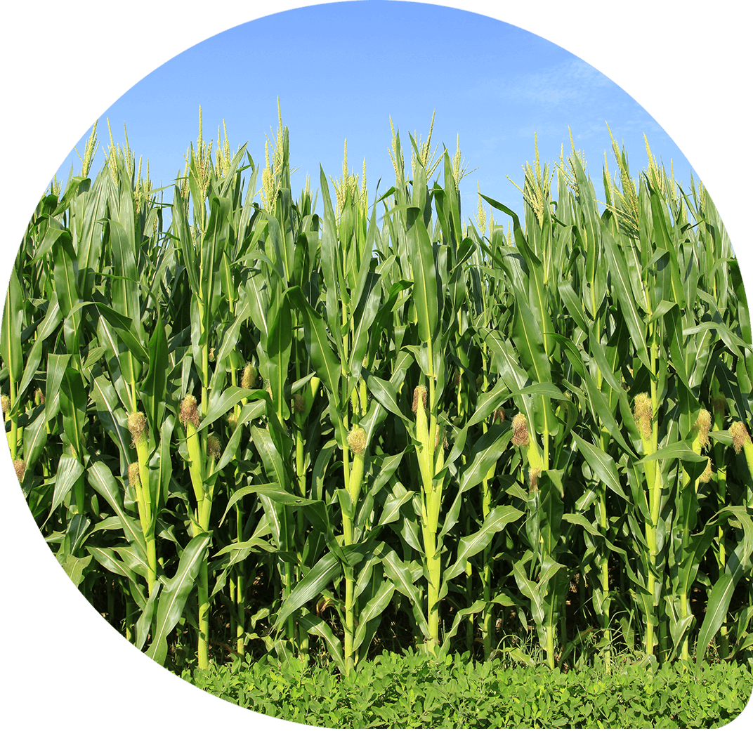 Result Result - Corn In The Field (1072x1041), Png Download