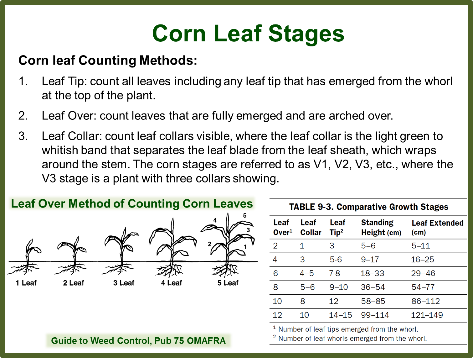 Corn Growth Stages (1511x1142), Png Download
