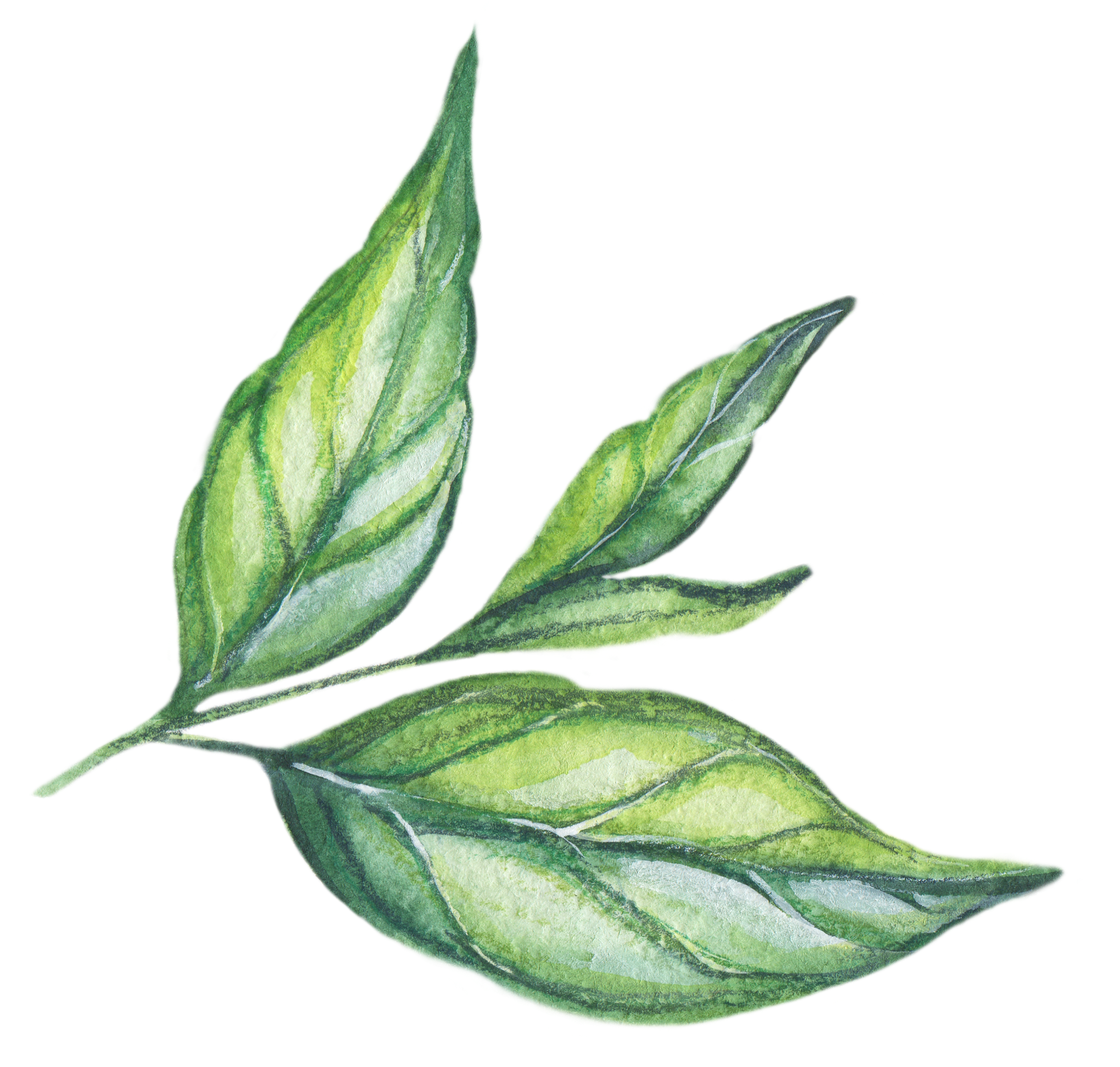 5 Plants You Need To Create Your Own Herbal Tea Garden - Tea Plant (2405x2136), Png Download