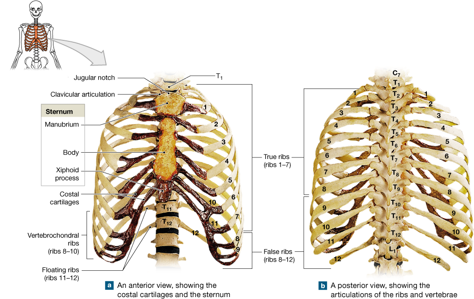The Thoracic Cage Protects Organs In The Chest And - Atlanto Occipital On Skeleton (1000x620), Png Download