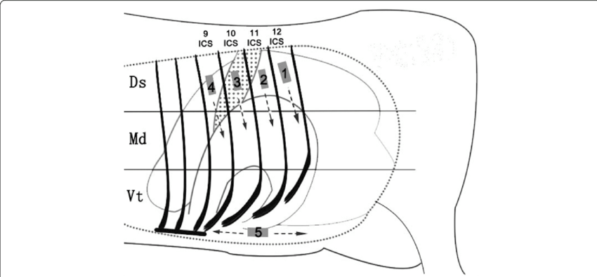 The Rib Cage Was Divided Into Three Regions - Line Art (850x395), Png Download
