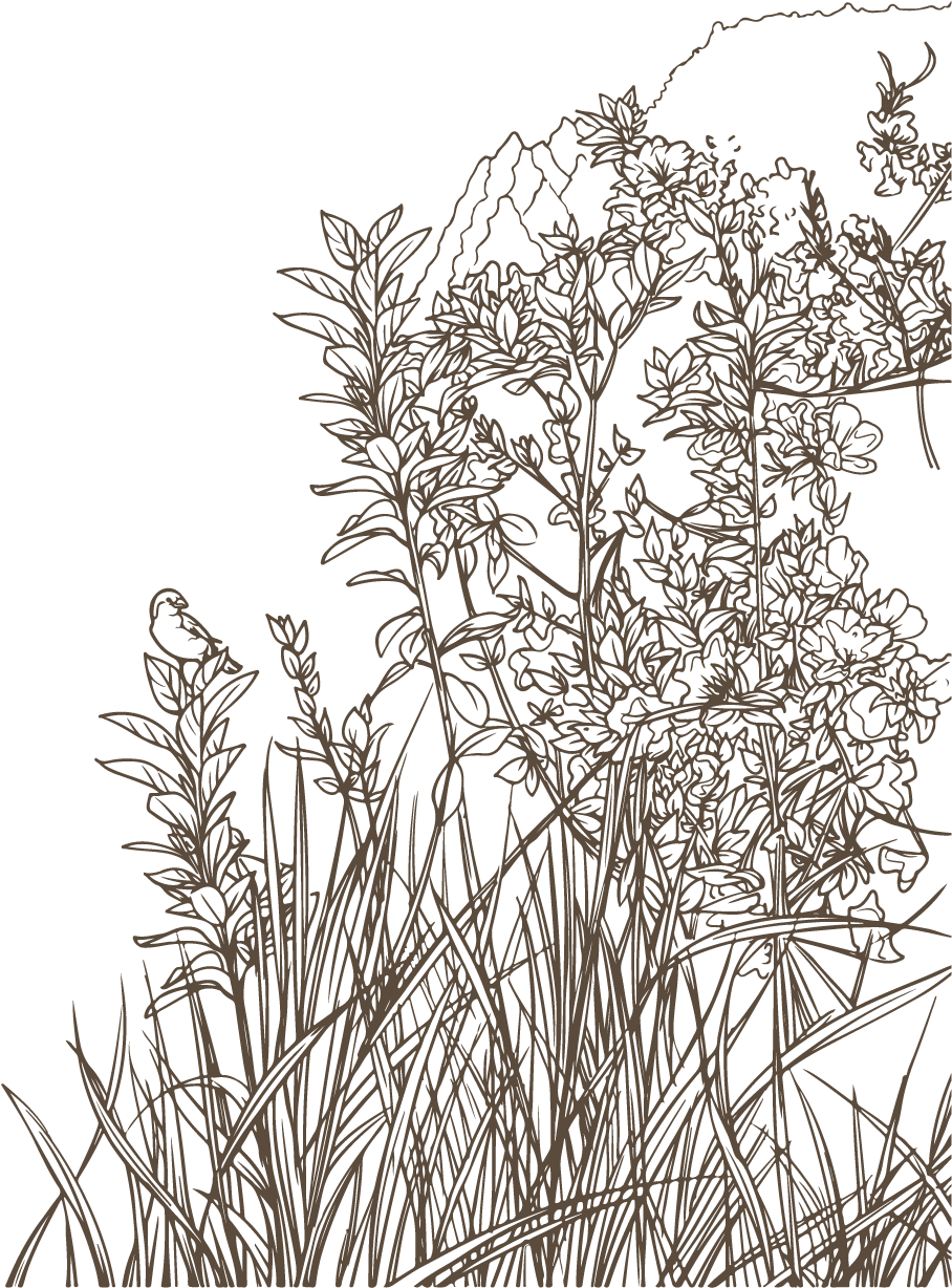 Adicionar Lightbox Baixar Comp Colorida Flora Promover - Pond Pine (918x1246), Png Download