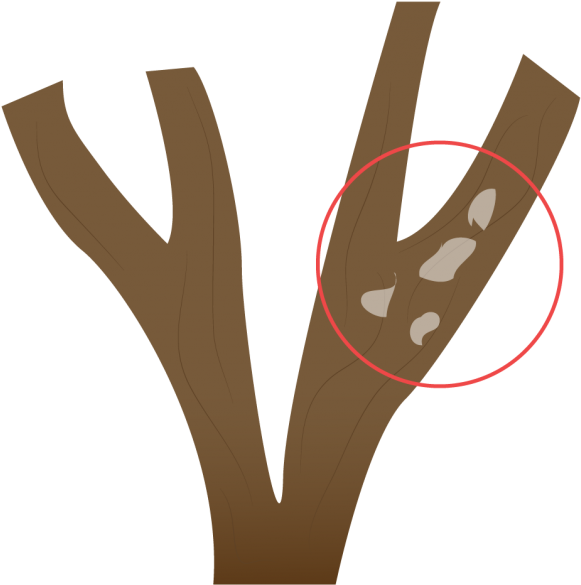 A Demás De Estimular El Desarrollo Del Árbol O Arbusto - Hand (1024x643), Png Download