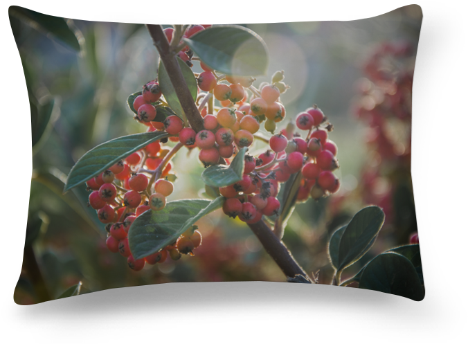 Almofada Retangular Soft Light On Winterberry Shrub/luz - Cushion (800x800), Png Download