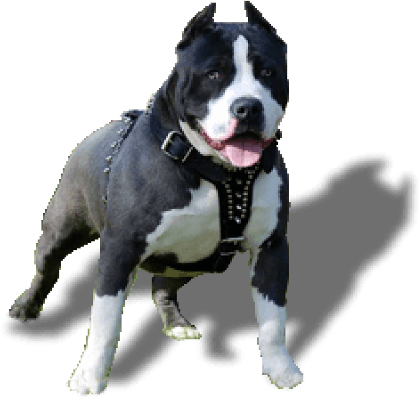 Free Png Download Cachorro Pitbull Png Images Background - American Pitbull Black And White (850x816), Png Download