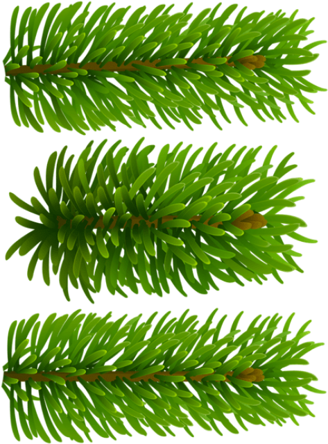 Free Png Beautiful Pine Branches Png (480x646), Png Download