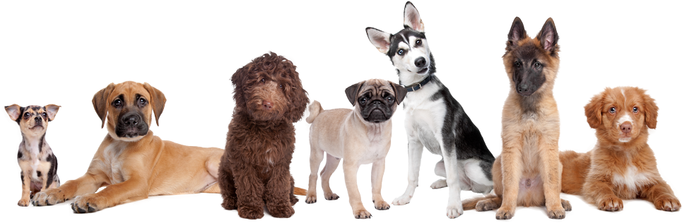Regras Daycare Para Caes - Dogs In A Row (1000x333), Png Download