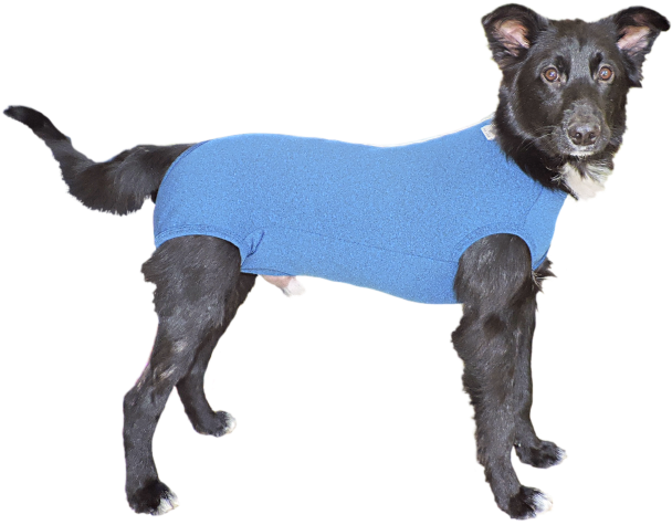 Dscn2203 Alterado - Roupinha Cachorro Png (635x496), Png Download