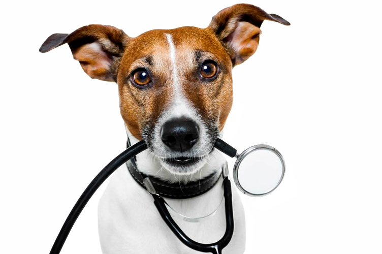 Veterinary Service (752x500), Png Download