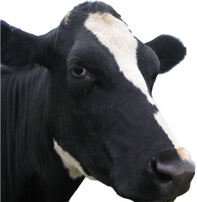 Dairy Cow (700x800), Png Download