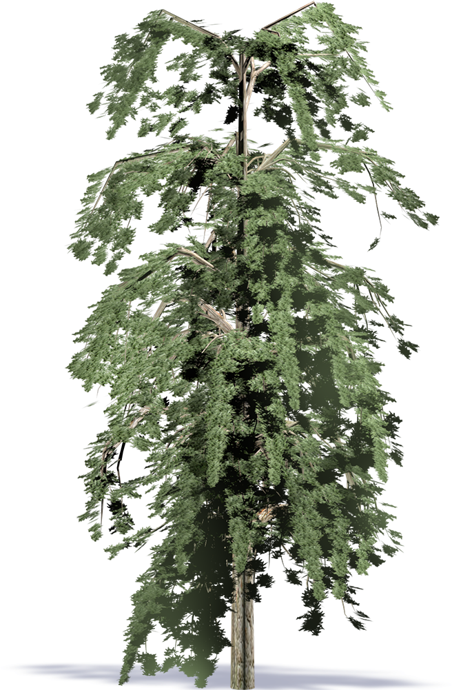 Algerian Fir - Redwood (1000x1000), Png Download