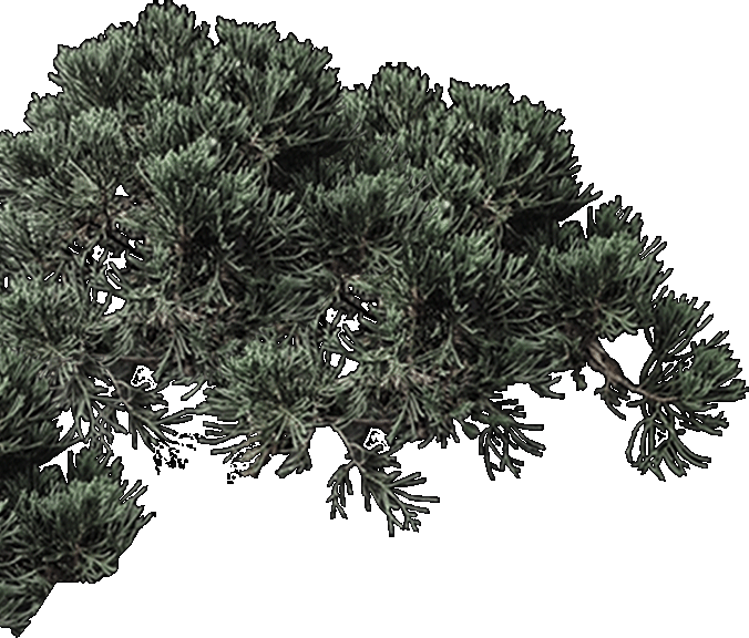 Mexican Pinyon (676x576), Png Download