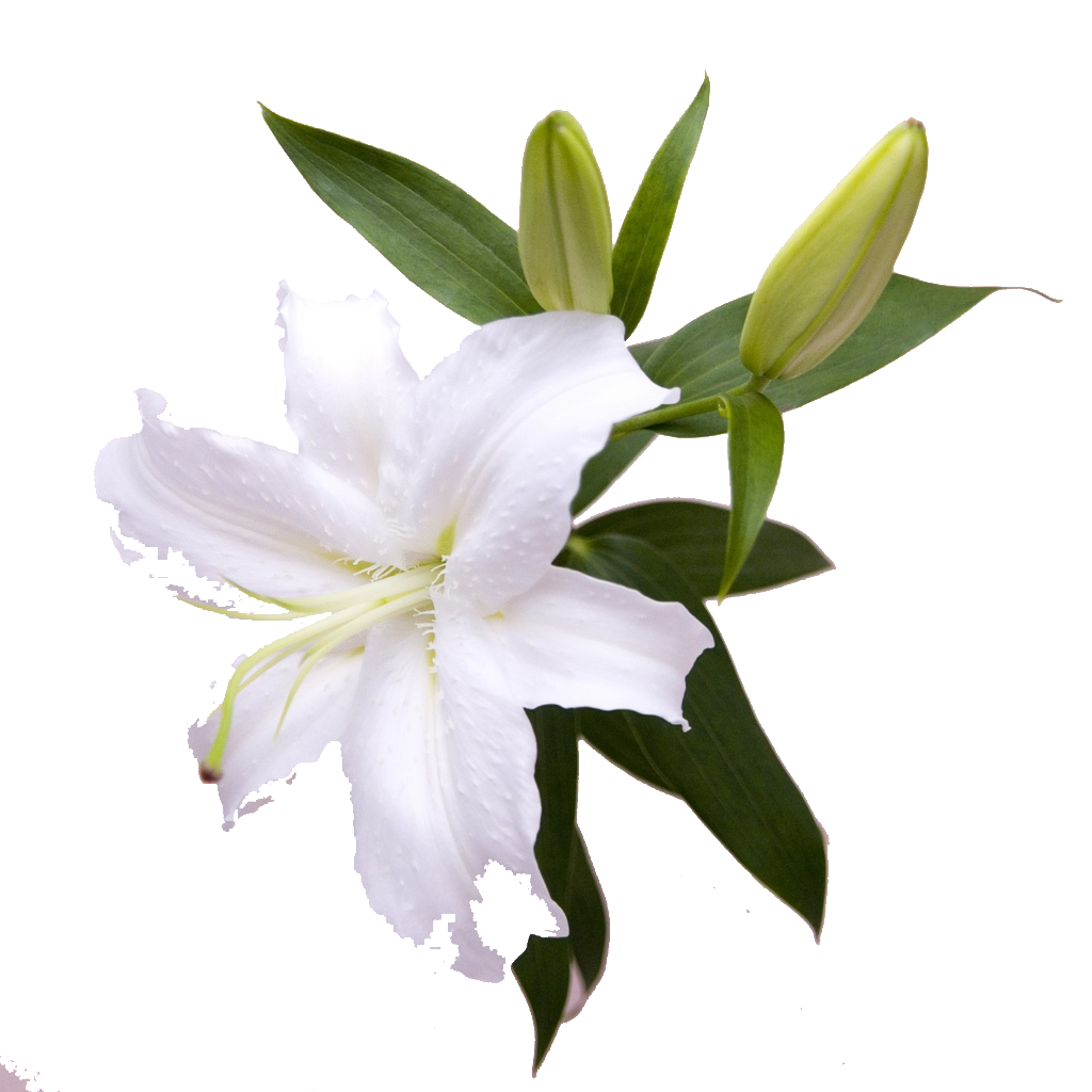 Beautiful Lily Hd Flower - Lily (1024x1024), Png Download