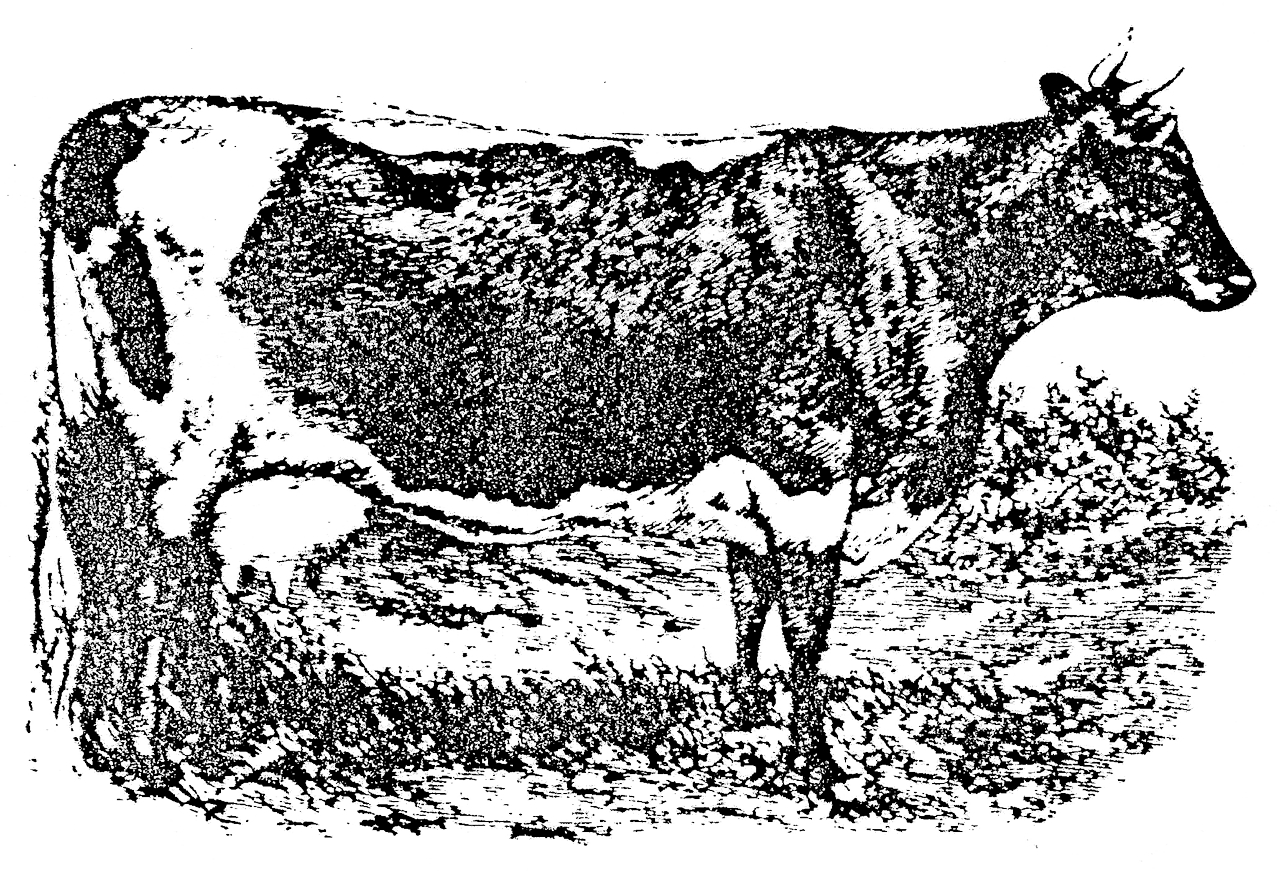 Lineback Cattle - Dairy Cow (1280x871), Png Download