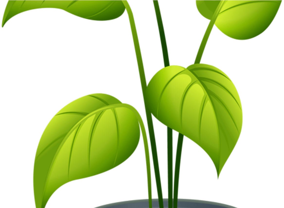 Flower Pot 5 Emoticons Flowers Pinterest Plants, Flower - Non Flowering Plants Clipart (1368x855), Png Download