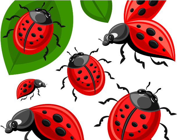 Ladybug Clipart Egg - Ladybird Beetle (640x480), Png Download