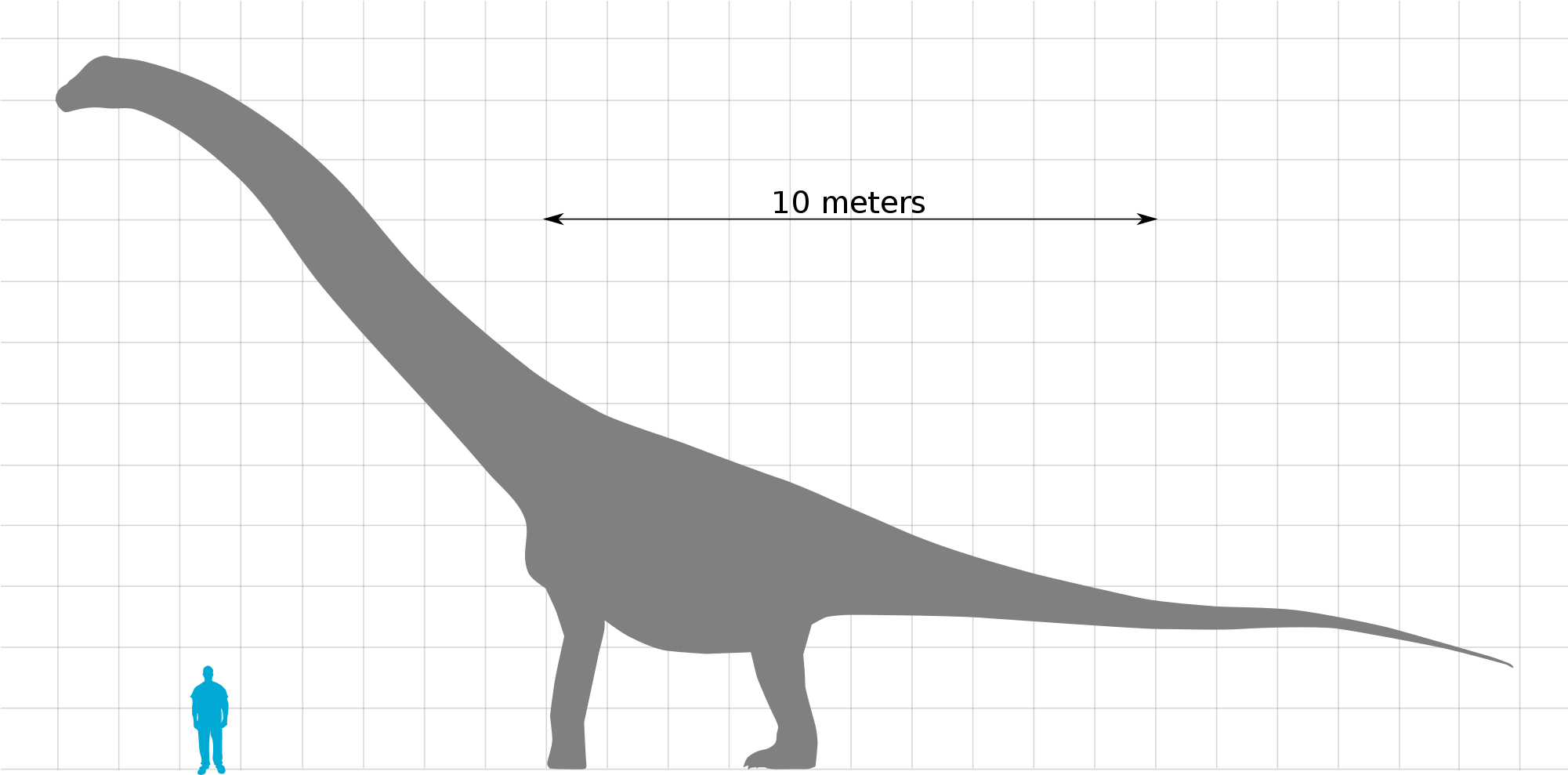 Description[edit] - Puertasaurus (2000x1058), Png Download