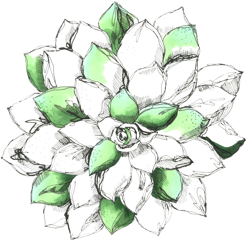Hand Drawn Flower - Sacred Lotus (1024x1024), Png Download