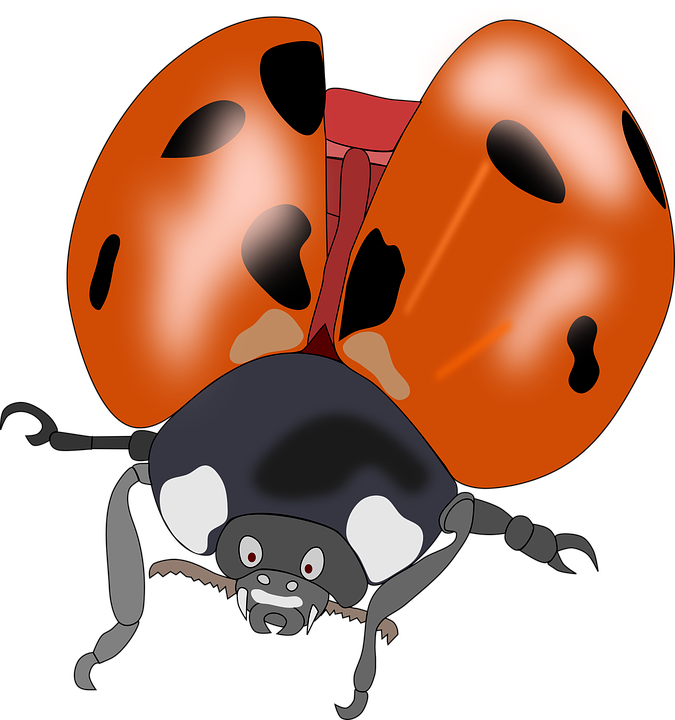 Ladybug Clipart 10 Orange - Kumbang Merah Hitam Kartun (675x720), Png Download