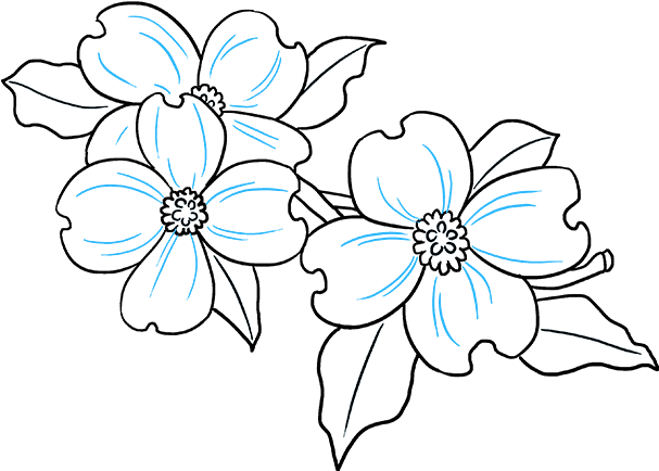 How To Draw Dogwood Flowers - Easy Dogwood Flower Drawing (680x678), Png Download