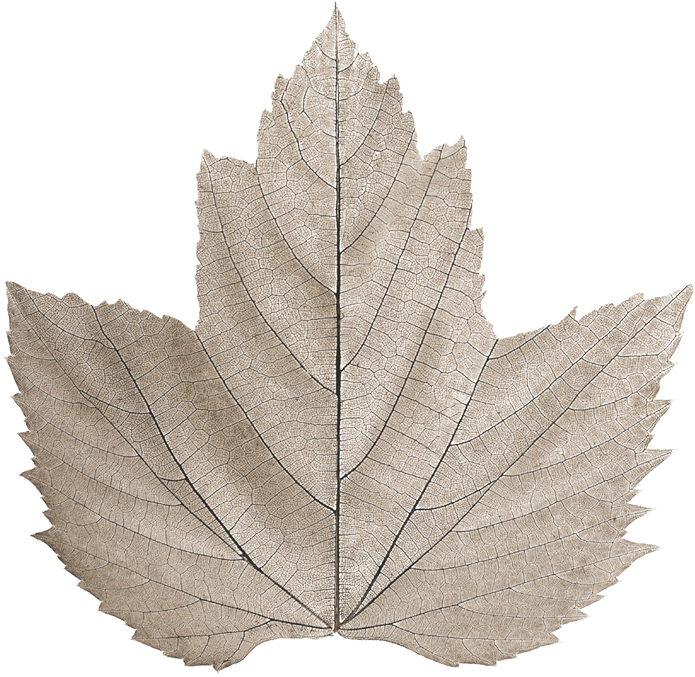 Restaurante Bouquet - Maple Leaf (697x693), Png Download