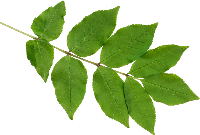 Lyrba - Swamp Maple (714x547), Png Download
