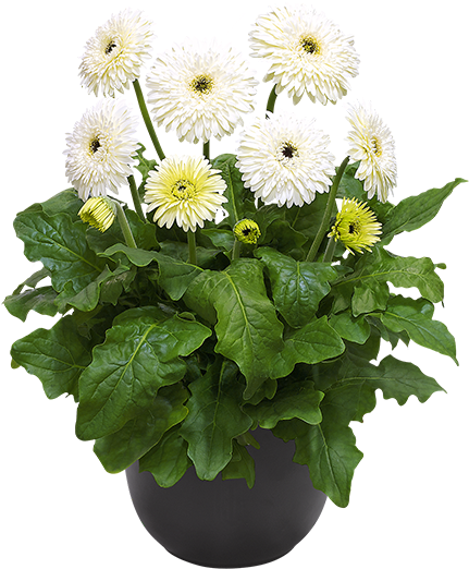 Glacier® - Barberton Daisy (600x600), Png Download
