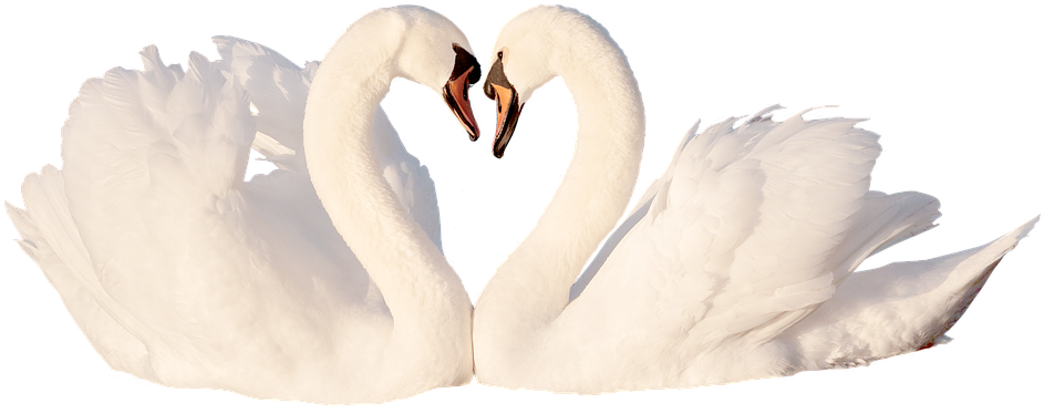 Swan, Love, Bird, White, Feather, Romantic, Swans, - Tundra Swan (960x533), Png Download