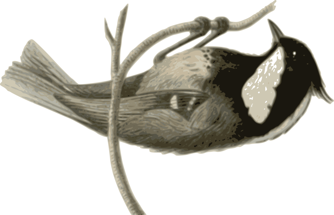 Bird Wing Line Art Black And White Feather - Bird (1167x750), Png Download