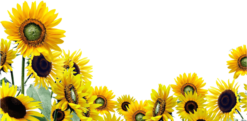 Download Free Png Download Sunflower Png Png Images Background - Sunflower  Garden Transparent Background PNG Image with No Background 