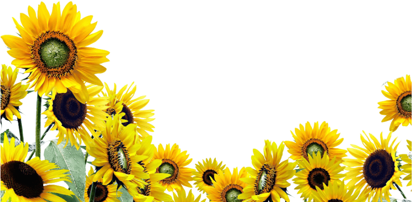 Free Png Download Sunflower Png Png Images Background - Sunflower Garden Transparent Background (850x450), Png Download