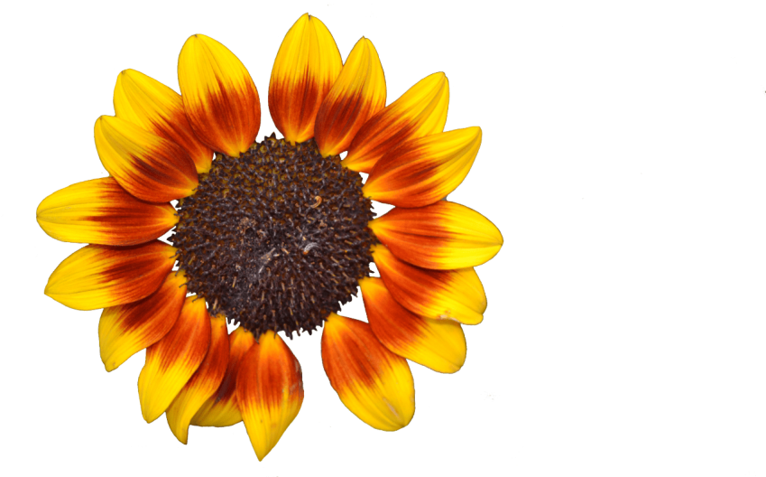 Free Png Download Sunflower Png Tumblr Png Images Background - Flor De Girasol Png (850x567), Png Download