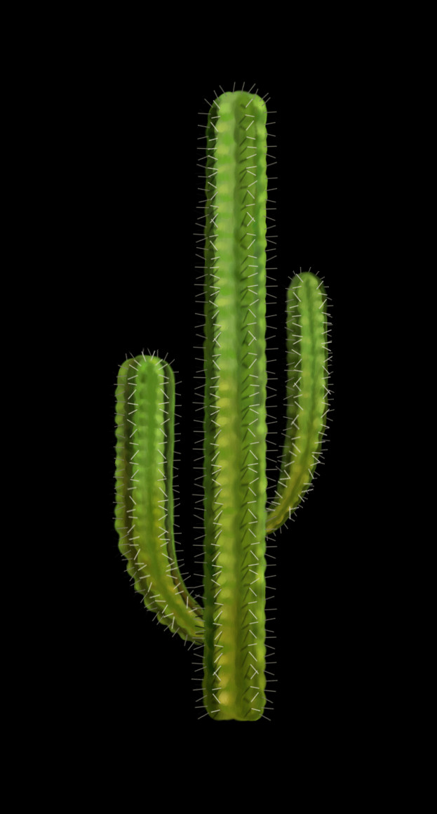 All Our Pngs Are Free To Download And Use - Acanthocereus Tetragonus (623x1159), Png Download