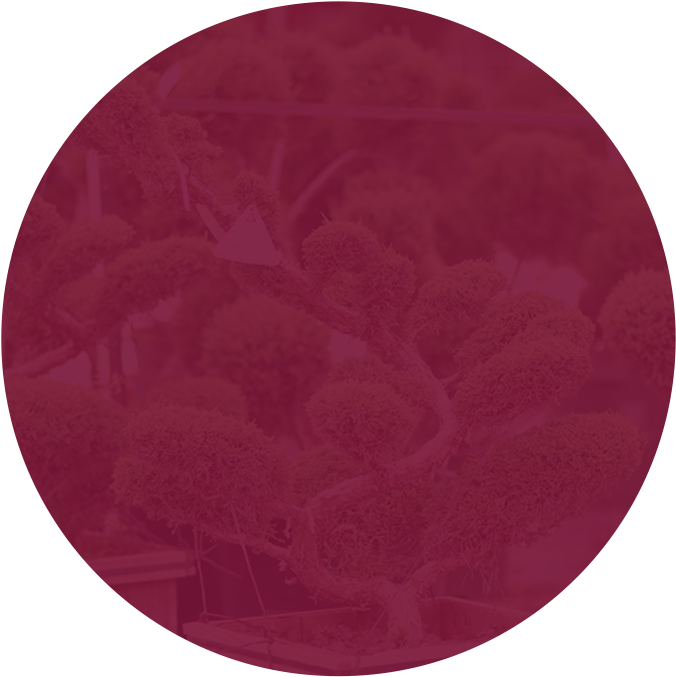 Southwest Nursery - Circle (800x748), Png Download