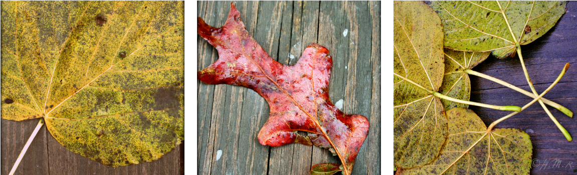 Maple Leaf (1200x400), Png Download