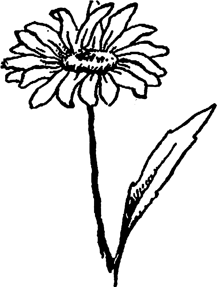 Drawn Wildflower Daisy Flower - Chrysanths (1200x1310), Png Download