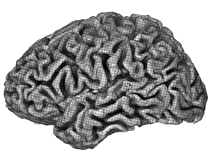 Brain Coral (730x730), Png Download