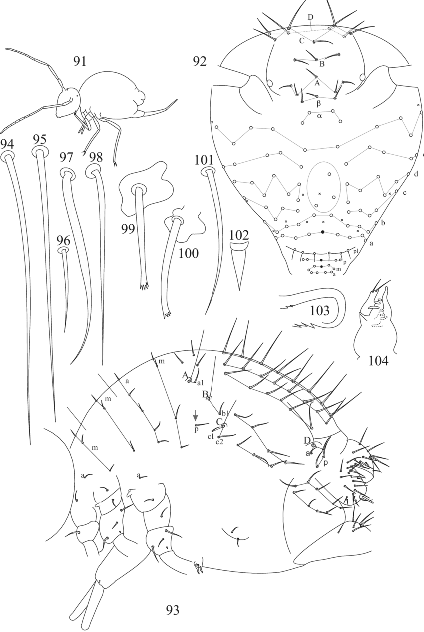 91, Outline Of Habitus - Line Art (850x1265), Png Download