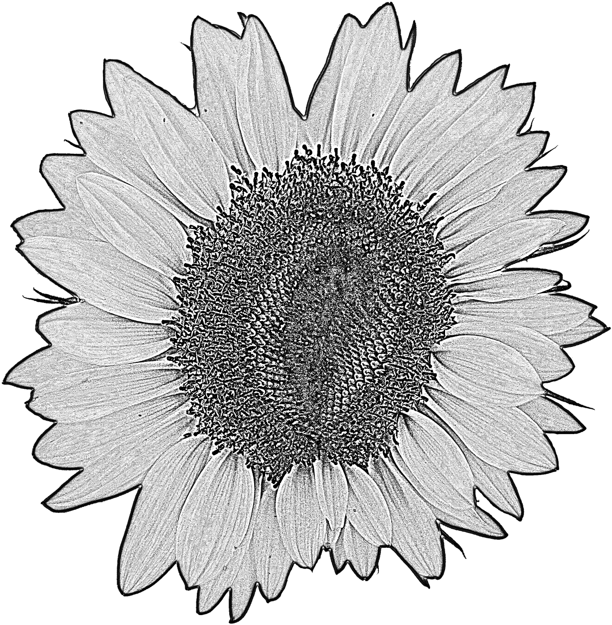 Sun - วาด ภาพ ดอก ทานตะวัน (1265x1280), Png Download