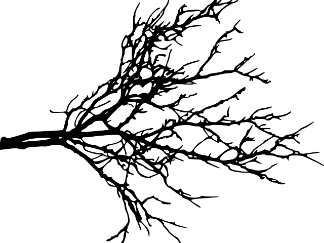 Branch Clipart Tree Bark - Tree Branch Silhouette Png (640x480), Png Download