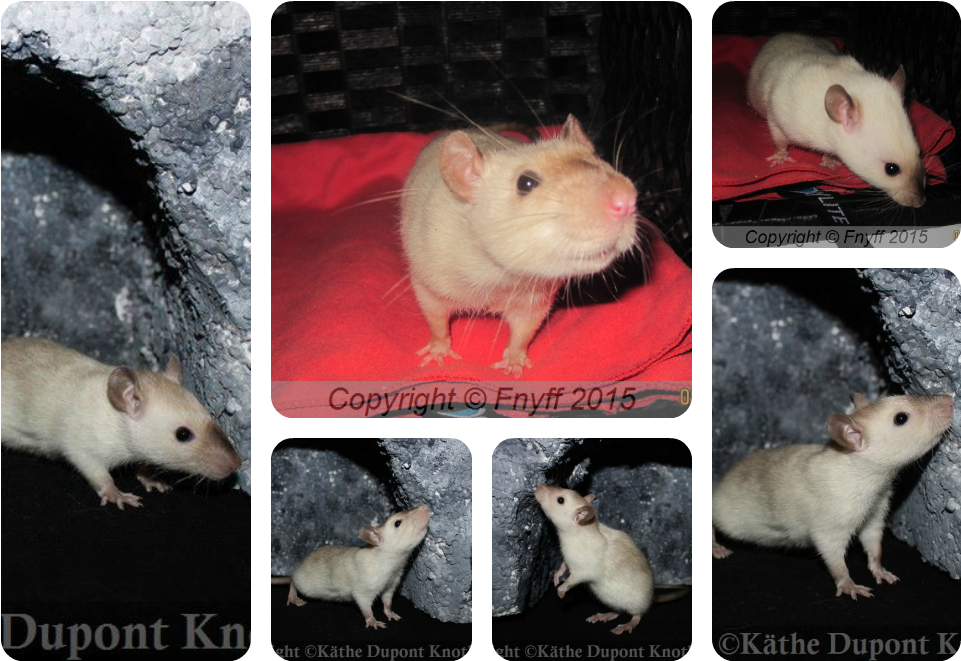 Nicerats Ceviche Født - Rat (1000x700), Png Download