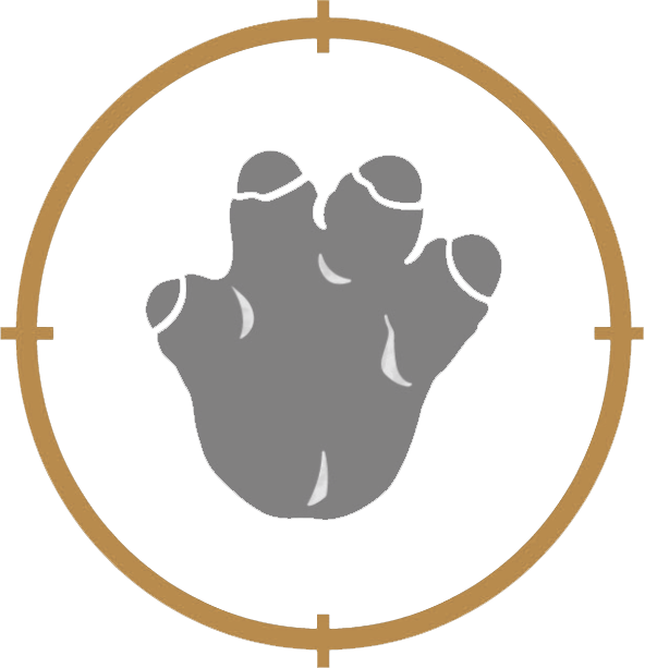 Stegosaurus - Brachiosaurus (592x613), Png Download