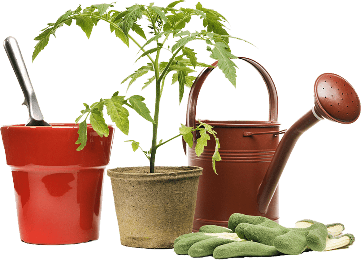 One Of The Most Important Aspects One Should Take Extra - Tomato Plant In A Tiny Pot (1469x980), Png Download