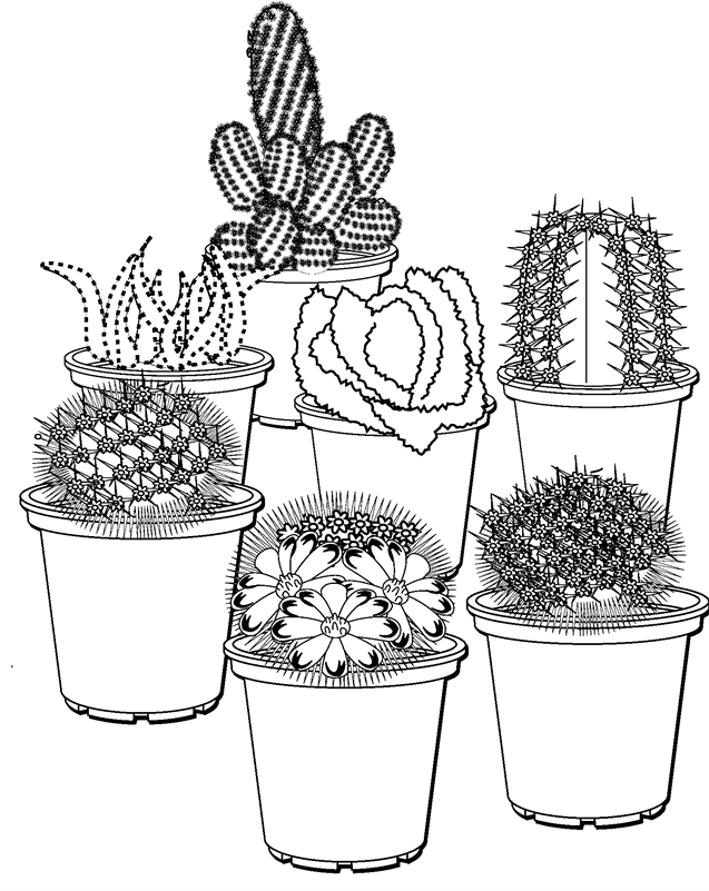 Find Assorted Cacti At Bunnings Warehouse Visit - Gambaran Sketsa Pot Bunga (800x800), Png Download