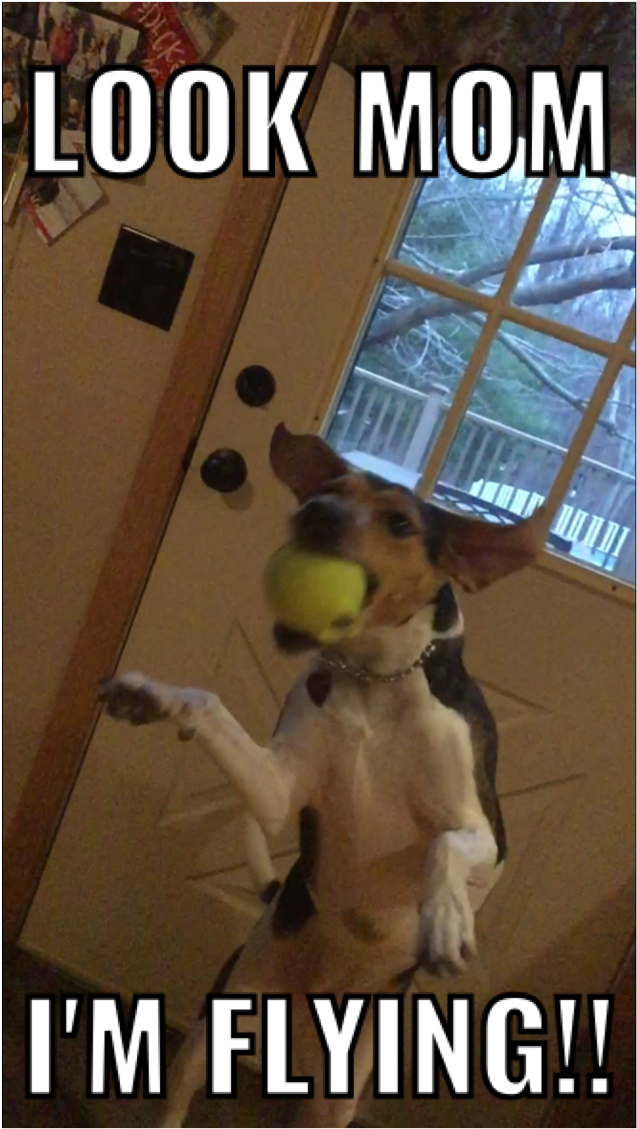 My Dog Has Been Jumping All Morning She Must Be Happy - Cockatiel (1227x1280), Png Download