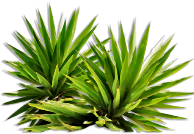 Bush Clipart Yucca - Png Plants (640x480), Png Download
