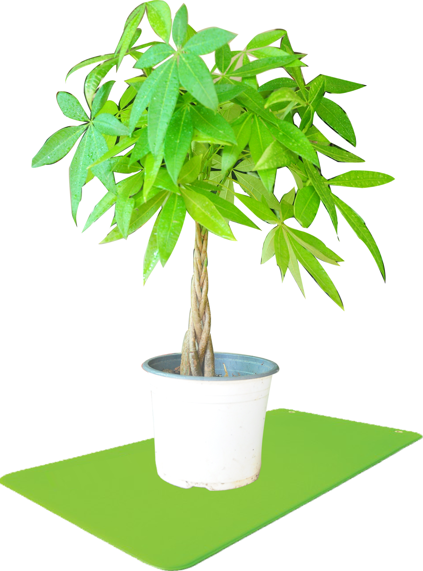 Flowerpot (1428x1925), Png Download